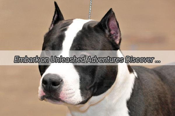 Embark on Unleashed Adventures Discover the Ultimate Vehicles for DogLovers on the Go